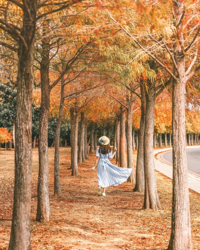 全台落羽松景點|網羅台灣落羽松秘境/落羽松大道、秋冬賞季期懶人包,快來一場唯美浪漫之旅吧! 全台落羽松景點|網羅台灣落羽松秘境/落羽松大道、秋冬賞季期懶人包,快來一場唯美浪漫之旅吧!