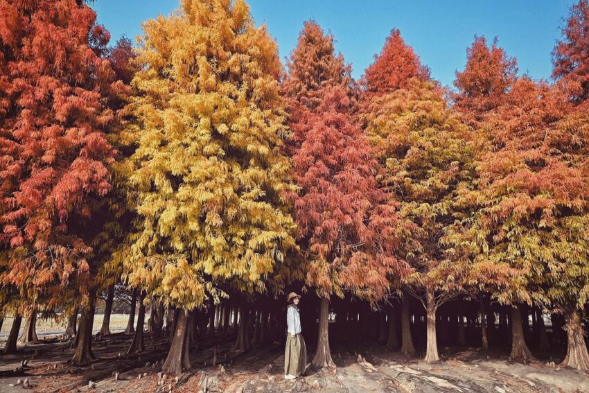 六甲落羽松森林 台南六甲落羽松 六甲菁埔埤落羽松