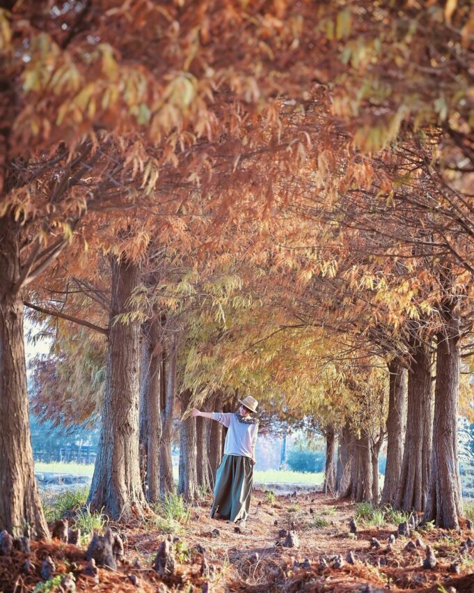 六甲落羽松森林 台南六甲落羽松 六甲菁埔埤落羽松