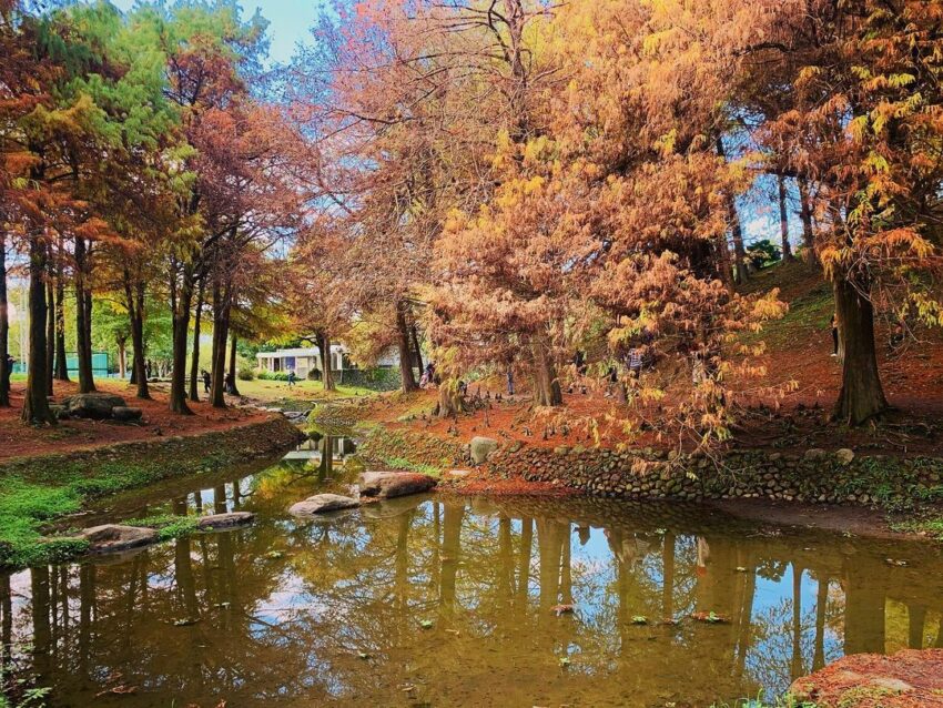 宜蘭 羅東公園東丘落羽松 羅東公園落羽松落羽松,落羽松季節, 雲山水夢幻湖, 月眉人工濕地生態公園, 菁芳園, 落雨松, 八德落羽松, 大溪落羽松, 落羽松大道, 落羽松秘境, 三星落羽松, 蜊埤湖, 月眉落羽松, 大溪落羽松大道, 大村落羽松, 落羽松森林, 林內落羽松, 落羽松堀頭28秘境富士春, 北部落羽松, 大溪月眉濕地, 月眉濕地, 鈺展苗圃, 月眉人工濕地, 中科落羽松, 太平落羽松, 落雨松季節, 如光山寺, 落羽松變色時間, 三星落羽松秘境, 蜊埤湖畔落羽松, 羽粼落羽松, 大溪月眉人工濕地, 八德落羽松森林, 落羽松月份, 落羽松步道, 新社落羽松, 麗寶落羽松大道, 落羽松景點, 東丘落羽松, 落羽松變色月份, 九芎落羽松, 泰安落雨松, 菁芳園收費, 月眉濕地生態園區, 長庚養生村落羽松, 落羽松時間, 望龍埤落羽松, 大溪南興落羽松, 落羽松季節變化, 落羽松10月, 林內落羽松秘境, 八德落羽松大道, 新社落羽松餐廳, 蜊埤湖落羽松, 落雨松拍照, 落羽, 八德落雨松, 大溪落雨松, 冷水坑落羽松, 松之戀景觀餐廳, 安農溪落羽松季節, 三星落羽松時間, 宜蘭礁溪三層坪, 落羽松氣根, 落雨松秘境, 大溪落羽松景點, 月眉濕地落羽松, 松之恋thepines, 落羽松夢想莊園, 成美文化園落羽松, 落羽松林, 鈺展落羽松森林, 長庚養生文化村落羽松公園, 初鹿落羽松,
