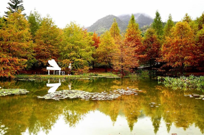 全台落羽松景點|網羅台灣落羽松秘境/落羽松大道、秋冬賞季期懶人包,快來一場唯美浪漫之旅吧! 全台落羽松景點|網羅台灣落羽松秘境/落羽松大道、秋冬賞季期懶人包,快來一場唯美浪漫之旅吧!