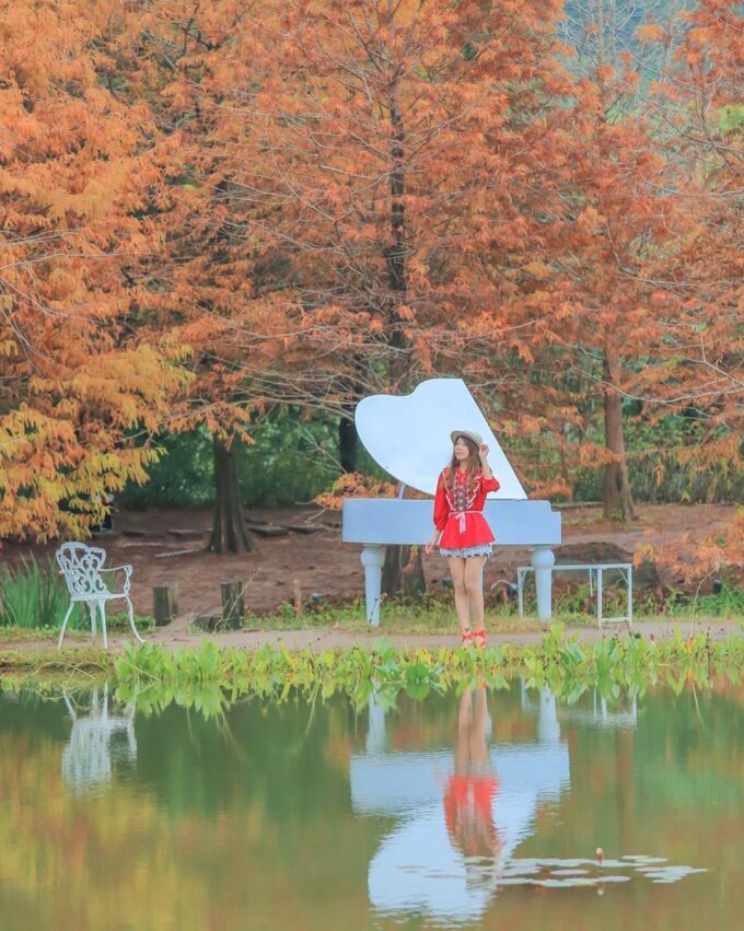 全台落羽松景點|網羅台灣落羽松秘境/落羽松大道、秋冬賞季期懶人包,快來一場唯美浪漫之旅吧! 全台落羽松景點|網羅台灣落羽松秘境/落羽松大道、秋冬賞季期懶人包,快來一場唯美浪漫之旅吧!