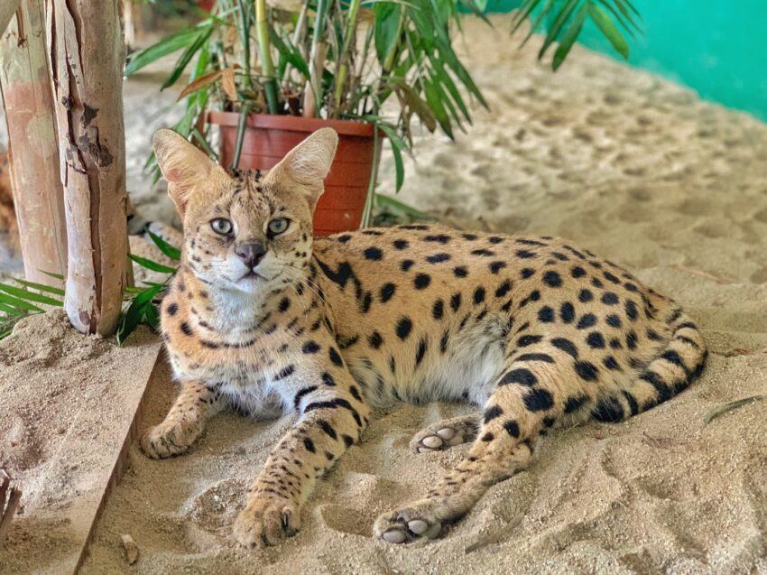 頑皮世界野生動物園門票優惠、水豚君互動體驗、遊樂設施、交通接駁車預約