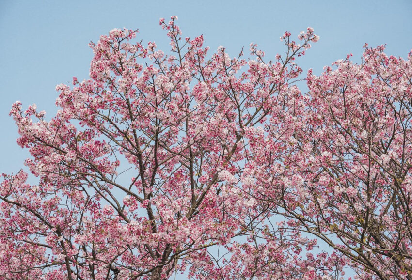 【陽明山櫻花季】賞櫻景點4選！花況時間、交通管制、停車地點一次看