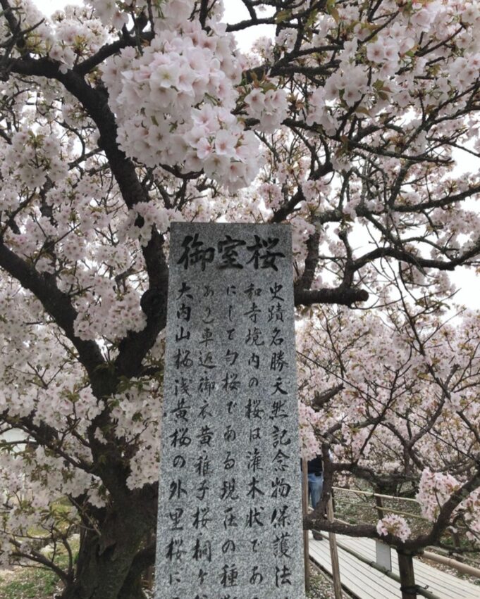 日本櫻花攻略｜京都櫻花季時間公開，獨家10大京都賞櫻景點、最佳拍照位置