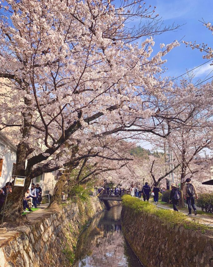 日本櫻花攻略｜京都櫻花季時間公開，獨家10大京都賞櫻景點、最佳拍照位置