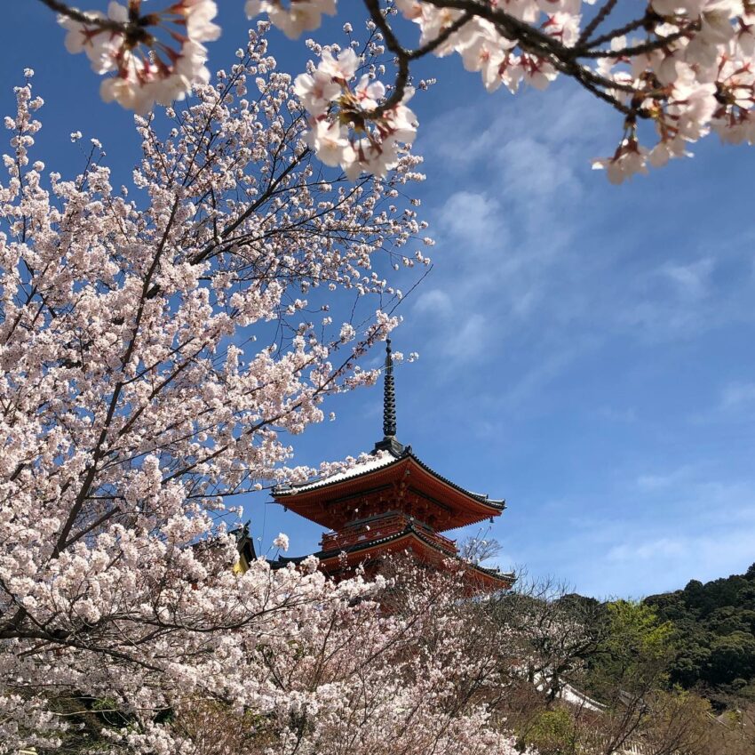 日本櫻花攻略｜京都櫻花季時間公開，獨家10大京都賞櫻景點、最佳拍照位置