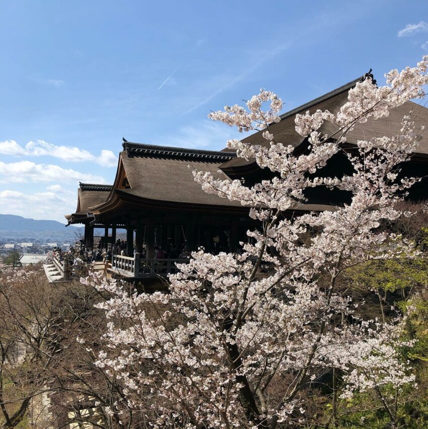 日本櫻花攻略｜京都櫻花季時間公開，獨家10大京都賞櫻景點、最佳拍照位置