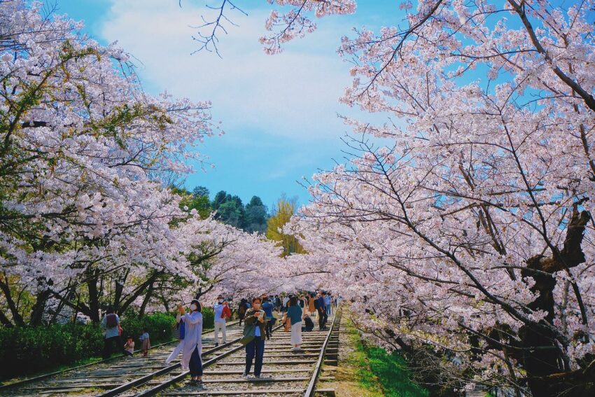日本櫻花攻略｜京都櫻花季時間公開，獨家10大京都賞櫻景點、最佳拍照位置