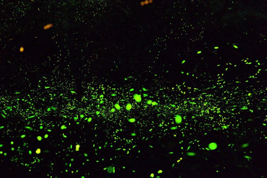 杉林溪一日遊必拍景點、門票優惠、賞螢花季、交通攻略|杉林溪森林生態渡假園區 杉林溪螢火蟲, 杉林溪賞螢