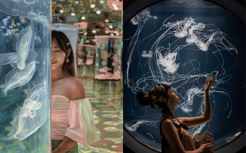 【台灣水族館攻略】人氣水族館不只有Xpark！從北到南、從東到離島，來趟水族館一日遊