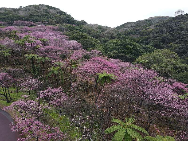【沖繩櫻花攻略】沖繩那霸已開花！賞櫻名所6選報你知