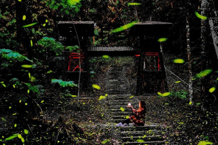 阿里山螢火蟲季｜揭開七大賞螢秘境，最佳螢火蟲季節、賞螢時間、賞螢注意事項全攻略