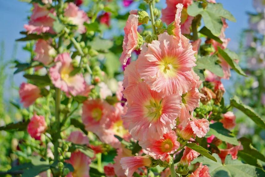 員林景點推薦|探索14處超好拍員林秘境,蜀葵花海、桐花步道、夢幻夜景、純白教堂 員林景點推薦|探索14處超好拍員林秘境,蜀葵花海、桐花步道、夢幻夜景、純白教堂