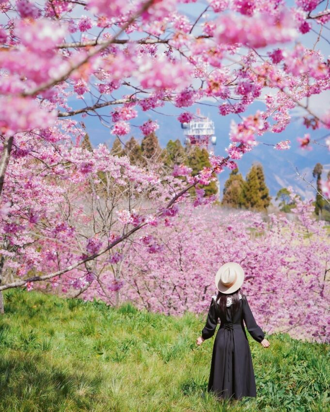 台中景點, 福壽山農場, 台中賞花景點台中景點推薦｜50個台中一日遊景點、最新展覽、親子旅遊、情侶約會、IG打卡路線