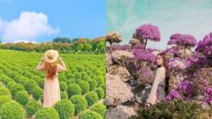 彰化田尾景點｜田尾一日遊，必訪田尾公路花園、人氣波波草、景觀餐廳美食懶人包