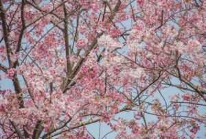 【陽明山櫻花季】賞櫻景點4選！花況時間、交通管制、停車地點一次看