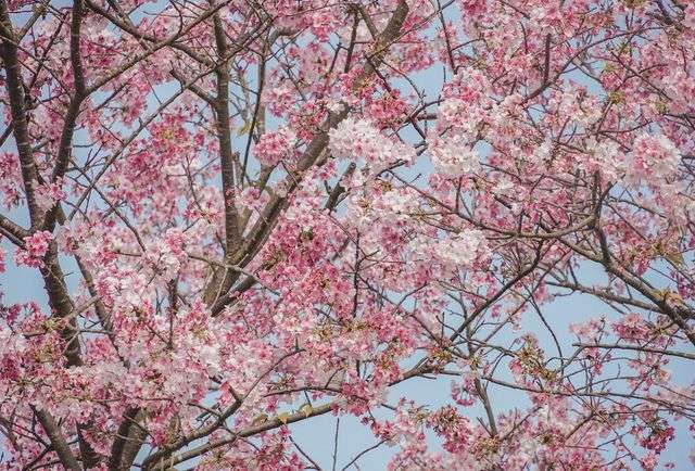 【陽明山櫻花季】賞櫻景點4選！花況時間、交通管制、停車地點一次看
