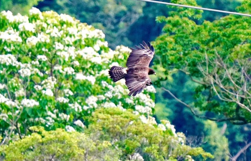 【八卦山景點推薦】微笑天梯眺望市區美景、松柏嶺感受茶香，沿著八卦山休閒軸玩南投！