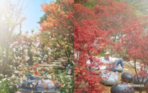 【陽明山花季懶人包】陽明山賞花景點、交通、停車一次看《櫻花/海芋/繡球花/金針花/杜鵑花》