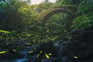 【台北螢火蟲季節】4至5月最多！螢火蟲季景點推薦10選，大安森林公園螢火蟲如仙境！