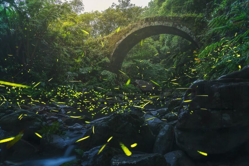 【台北螢火蟲季節】4至5月最多！螢火蟲季景點推薦10選，大安森林公園螢火蟲如仙境！