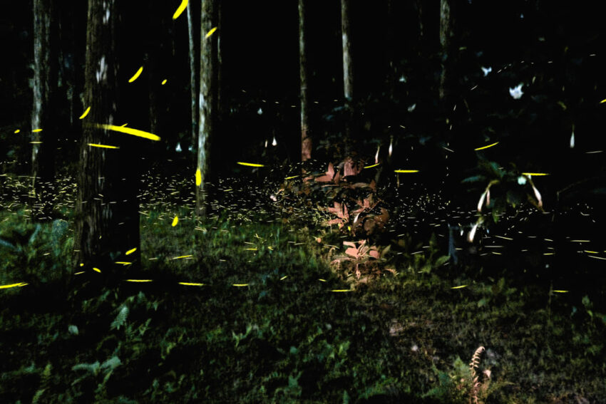 【台北螢火蟲季節】4至5月最多！螢火蟲季景點推薦10選，大安森林公園螢火蟲如仙境！