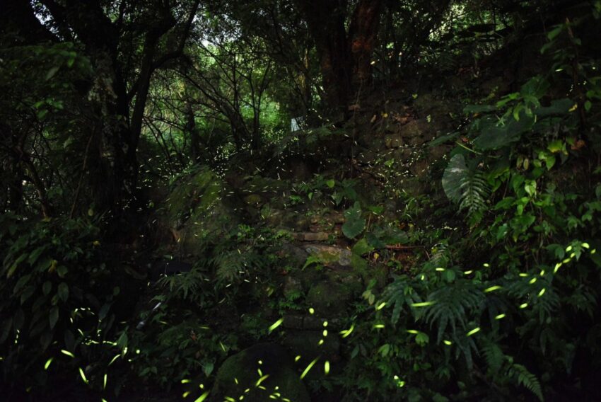 【台北螢火蟲季節】4至5月最多！螢火蟲季景點推薦10選，大安森林公園螢火蟲如仙境！