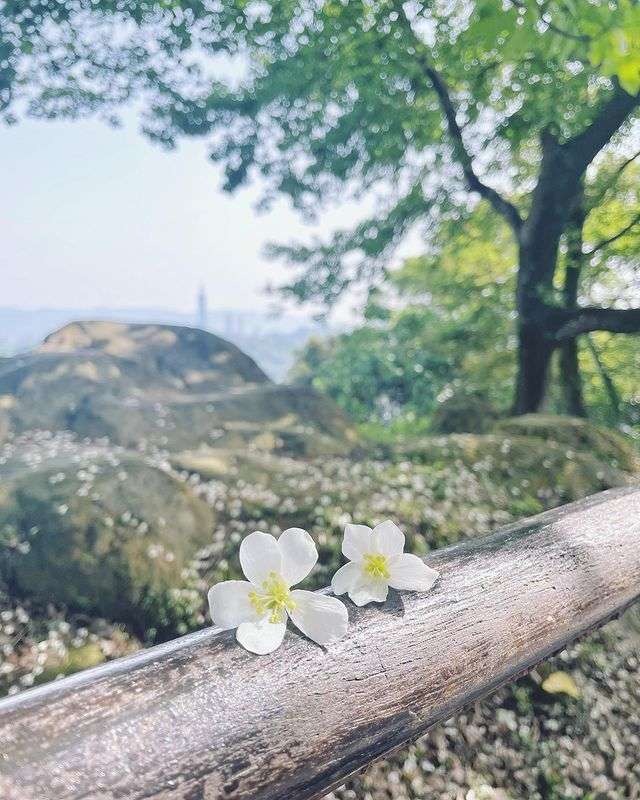 全台油桐花景點推薦|油桐花季,浪漫五月雪,全台賞油桐花秘境通通在這裡! 【全台油桐花景點推薦】浪漫五月雪降臨!油桐花季登場,全台賞桐秘境看這篇