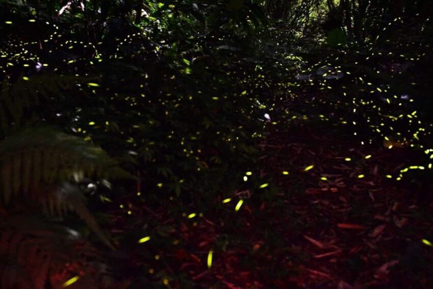 【台北螢火蟲季節】4至5月最多！螢火蟲季景點推薦10選，大安森林公園螢火蟲如仙境！