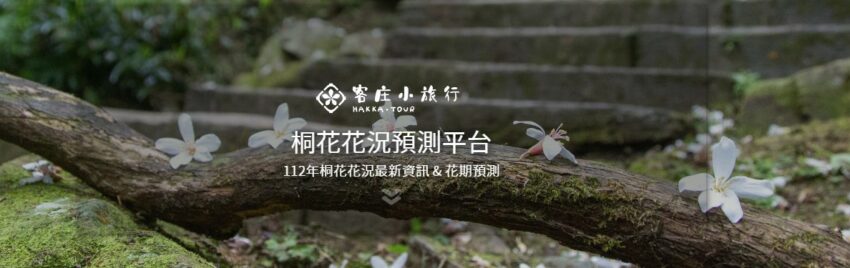 苗栗油桐花景點｜帶你探訪苗栗油桐花花況、秘境、賞花景點