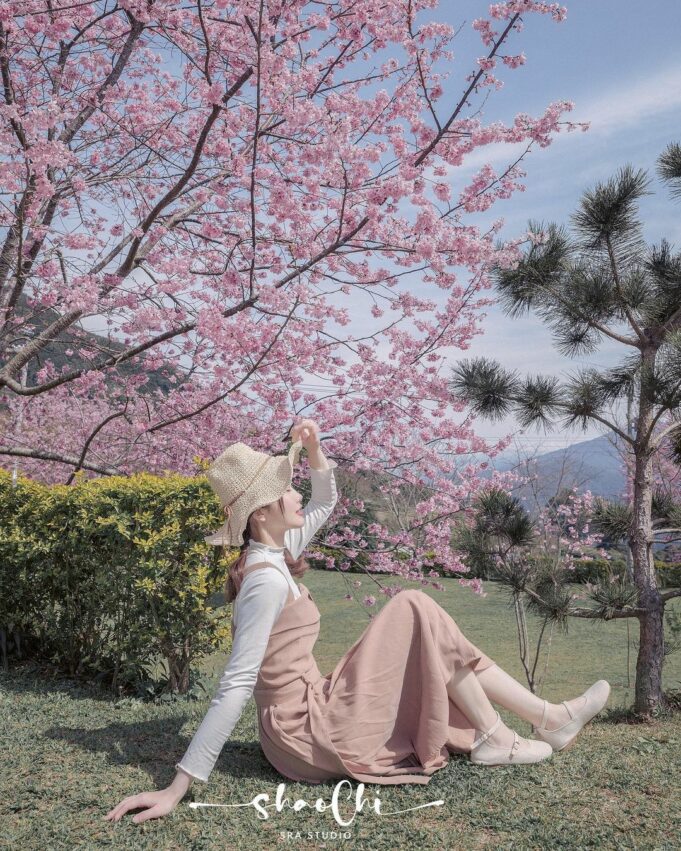 【山上人家森林農場一日遊】新竹雲端上的賞櫻秘境《門票/住宿/接駁車懶人包》