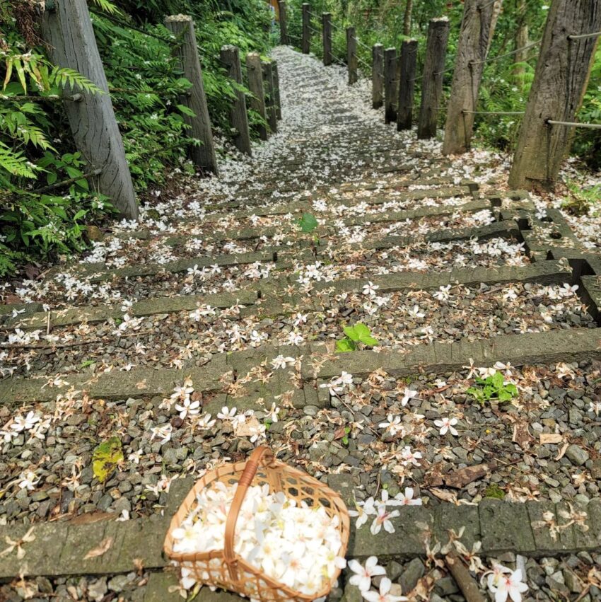 台北賞桐,新北賞桐,台北賞桐景點,新北賞桐景點,桐花景點,賞桐花,桐花季,台北桐花季,新北桐花季,五月雪,油桐花,桐花,土城桐花公園,四腳亭登山步道,三生步道,萬福生態公園,嶺腳寮登山步道,汐止白雲步道,白雲步道,四腳亭,土城桐花,萬福公園,嶺腳寮,桐花公園,賞桐步道,賞桐景點,新北客家桐花季,客家桐花季,
