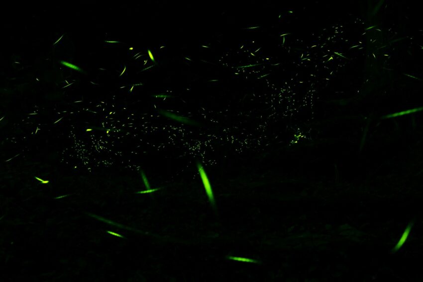 【台北螢火蟲季節】4至5月最多！螢火蟲季景點推薦10選，大安森林公園螢火蟲如仙境！