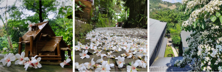 【卓也小屋渡假園區】一泊二食門票優惠，體驗卓也染藍染DIY，入住星空泡泡屋
