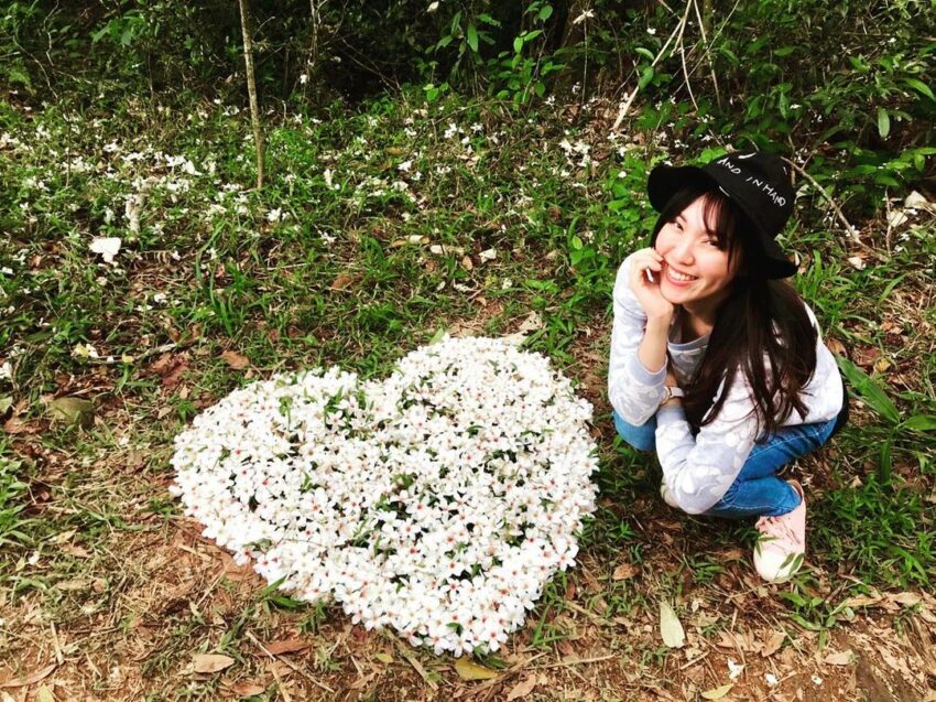 苗栗油桐花景點｜帶你探訪苗栗油桐花花況、秘境、賞花景點