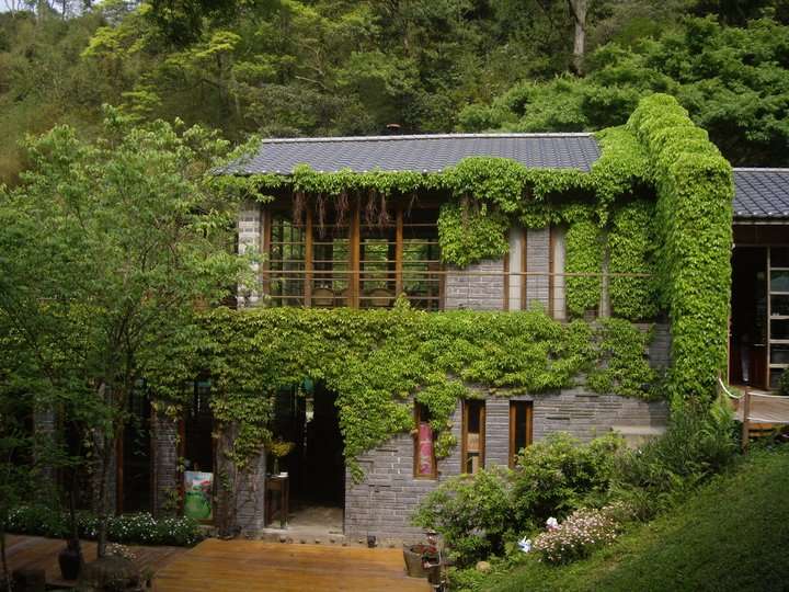 苗栗油桐花景點｜帶你探訪苗栗油桐花花況、秘境、賞花景點