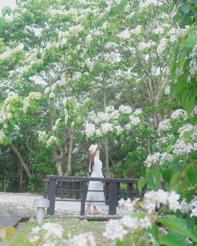 苗栗油桐花景點｜帶你探訪苗栗油桐花花況、秘境、賞花景點