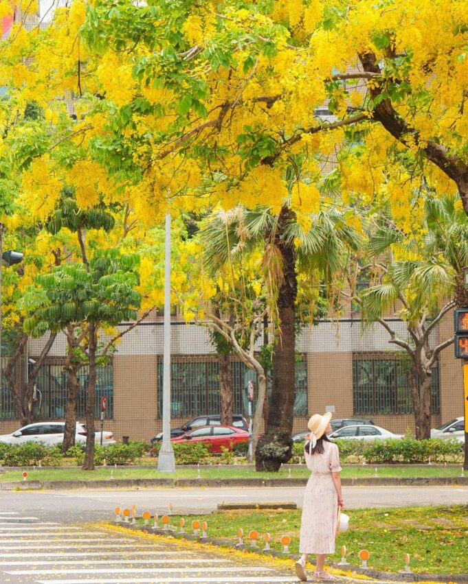 阿勃勒 【全台阿勃勒景點推薦】給你滿滿的「浪漫黃金雨」，全台阿勃勒花海景點通通在這裡！ 1 2026