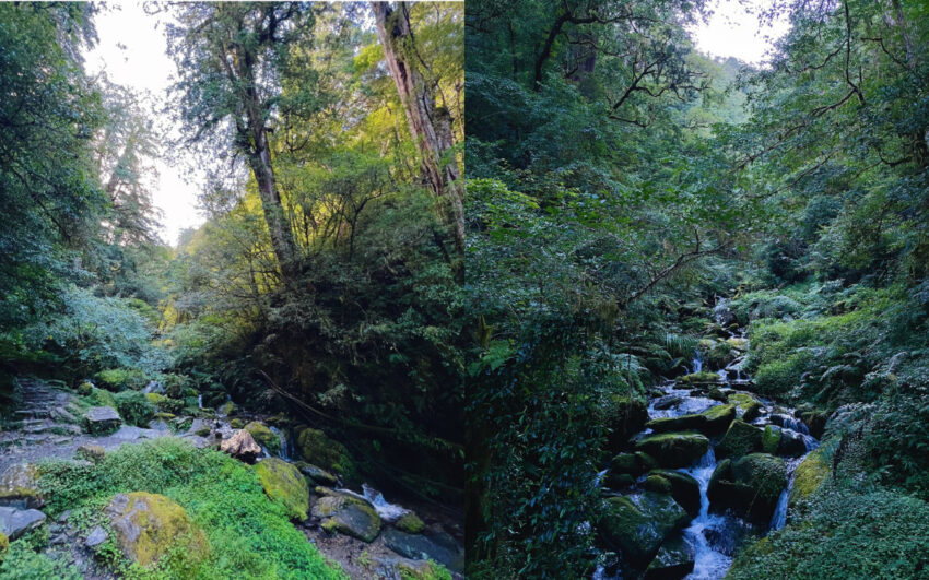 【拉拉山國家森林遊樂區】門票優惠，拉拉山一日遊攻略，一起走訪拉拉山神木景點步道