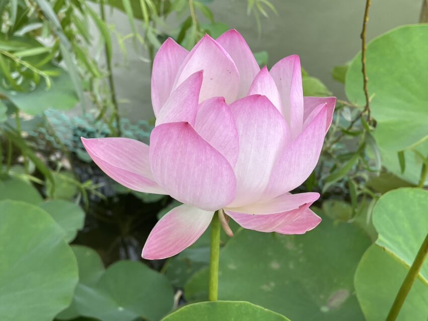 全台賞荷花景點｜夏日賞荷趣，精選10大荷花季景點，賞蓮花、荷花景點
