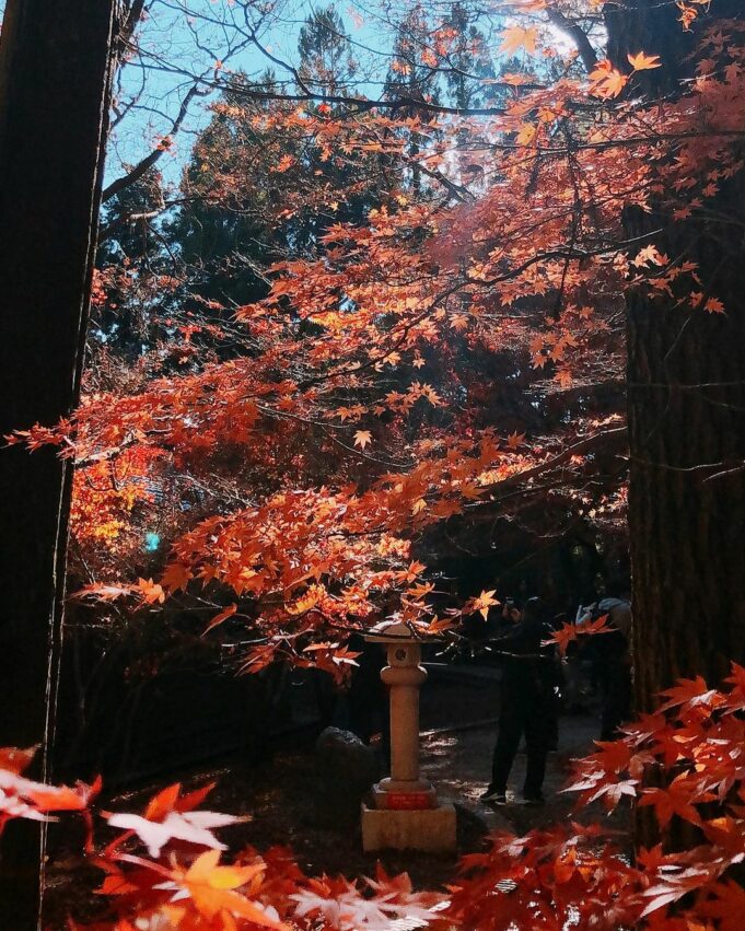 【賞楓景點推薦】精選10大熱門台灣楓葉景點好去處,秋天賞楓秘境、賞楓時間就看這一篇 【賞楓景點推薦】精選10大熱門台灣楓葉景點好去處,秋天賞楓秘境、賞楓時間就看這一篇