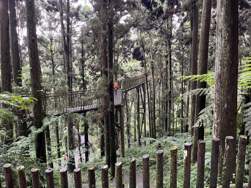 台灣好行溪頭,溪頭竹山 溪頭竹山二日遊｜輕鬆乘台灣好行溪頭線，來場深度的知性之旅吧 4 2026