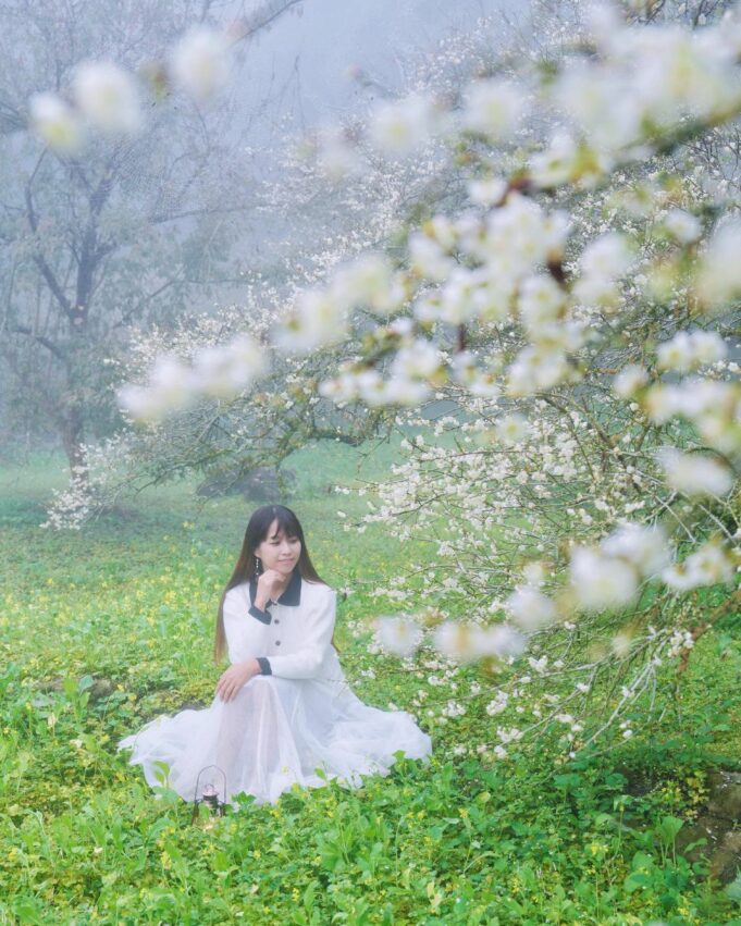 南投信義 烏松崙 石家梅園 賞梅