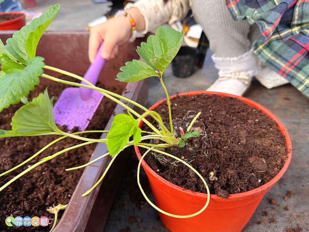 ★台北親子景點★ 內湖草莓園,期間限定小小草莓職人體驗,DI S__111165474_0