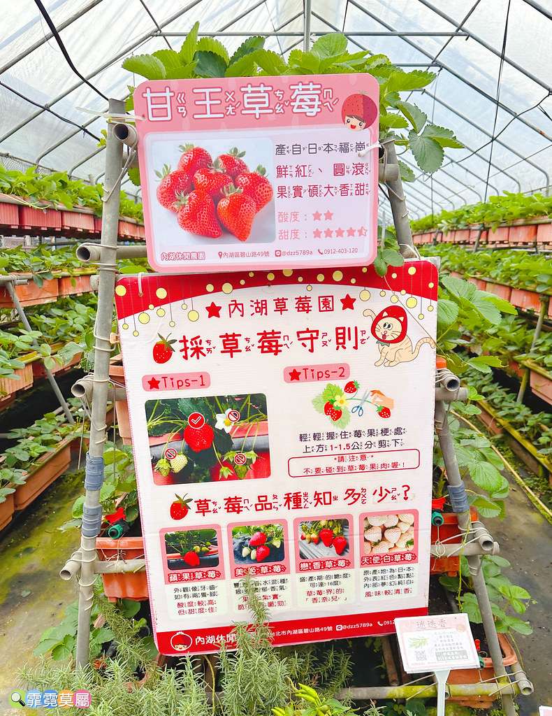 ★台北親子景點★ 內湖草莓園,期間限定小小草莓職人體驗,DI S__111165511_0