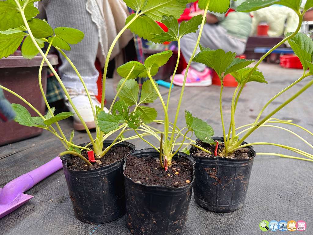 ★台北親子景點★ 內湖草莓園,期間限定小小草莓職人體驗,DI S__111165479_0