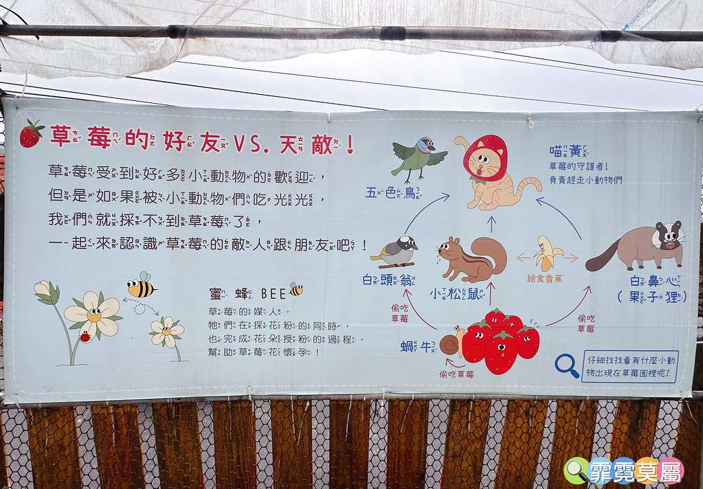 ★台北親子景點★ 內湖草莓園,期間限定小小草莓職人體驗,DI S__111165509_0