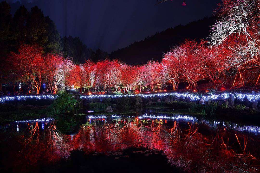 【台灣賞櫻景點】推薦全台超夯賞櫻花景點，春季賞櫻旅遊攻略【櫻花花期/賞櫻路線/交通指南】