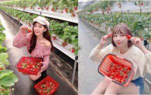 苗栗大湖草莓季開跑！免門票大湖採草莓攻略【好評草莓園推薦/採收時間/草莓價格】